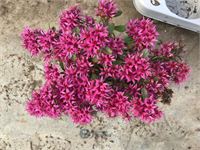 120 sedum mix