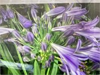 20 agapanthus