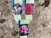 40 phlox mix