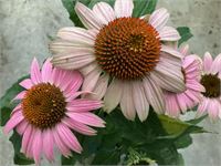 20 echinacea roos