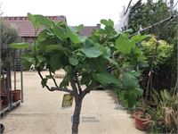 1 VIJGENBOOM