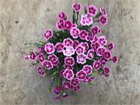 40 anjers pink kisses