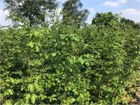 10 fagus sylvatica 180-200
