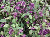 5 callicarpa
