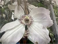 10 clematis