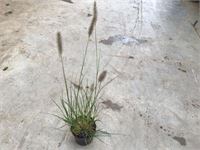 10 pennesetum little bunny