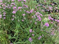 50 winterharde verbena