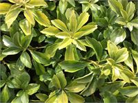 80 pachysandra