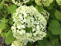 50 hydrangea annabelle