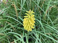 10 kniphofia
