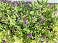 40 blauwe salvia