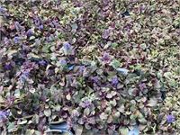 40 ajuga