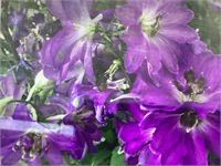 5 delphinium