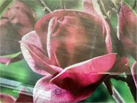 10 magnolia
