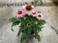 10 echinacea roos