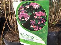 10 hydrangea serrata blue