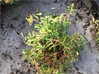 80 sedum mix