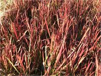 10 imperata red baron