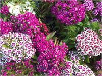 40 dianthus barbatus