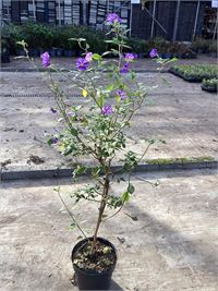 10 blauwe solanum