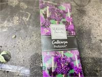 20 callicarpa