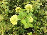 10 opulus roseum