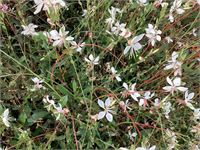 40 gaura