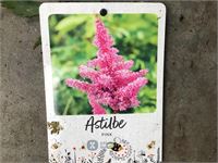 20 astilbe