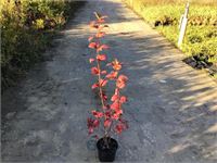 20 opulus roseum