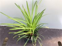 20 liriope muscari