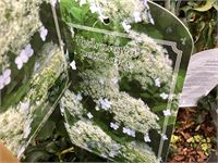 5 klimhortensia