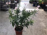 1 oleander
