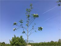 2 sorbus