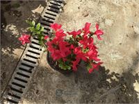 10 azalea