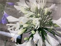 10 agaphanthus