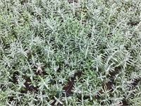 50 lavendel potmaat P9