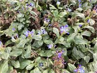 40 steratostigma