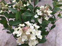 50 hydrangea lime light