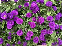 50 asters