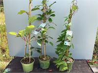 5 kiwi mix