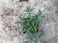 25 lavendel potmaat P9