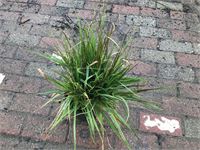 10 carex