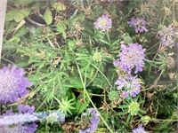 60 scabiosa