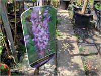 1 wisteria