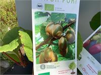 5 kiwi mix
