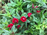 40 dianthus barbatus