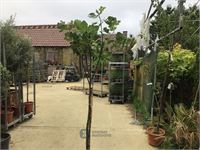 1 vijgenboom