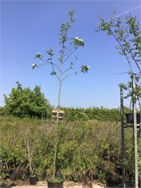 1 sorbus