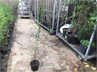 20 ligustrum 120-140