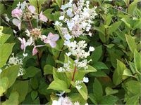 20 hydrangea pinky winky